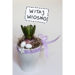 Hiacynt w kubeczku WITAJ WIOSNO